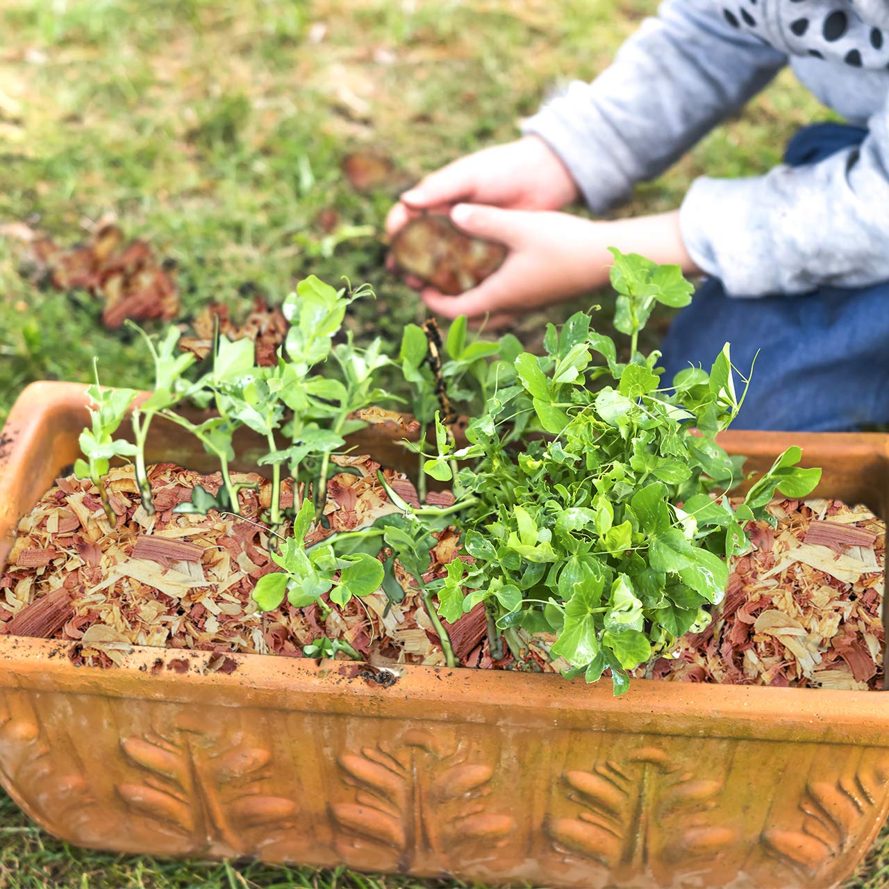 100% Natural Cedar Shavings Mulch