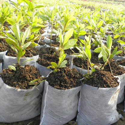 Biodegradable Plant Nursery Bags 200pcs (14x16cm)